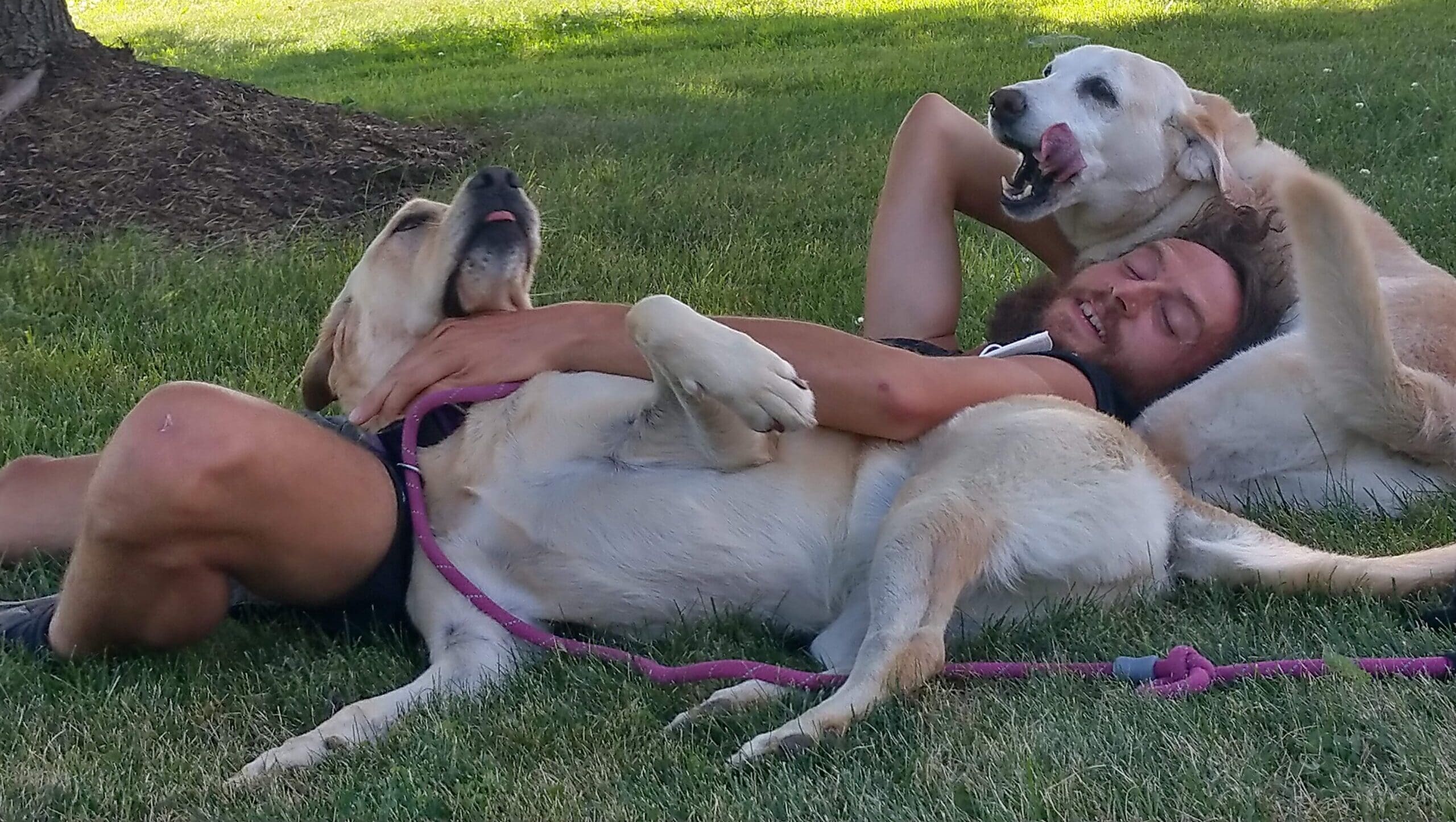 Happy Dog Pet Sitting Dog Walking Animal Reiki Abraham Kaboomski